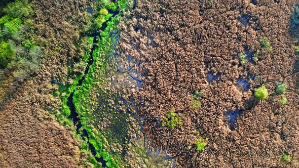 Autumn forest and swamp in autumn, view from above