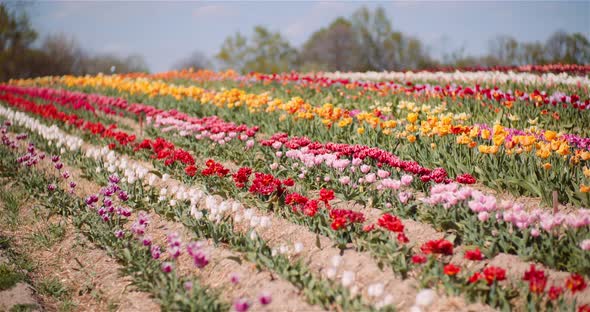 Blooming Tulips on Flowers Plantation Farm