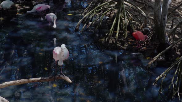 Roseate Spoonbill Platalea Ajaja Wading in Water