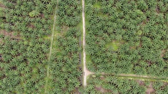 Aerial View of The Palm Oil Estates