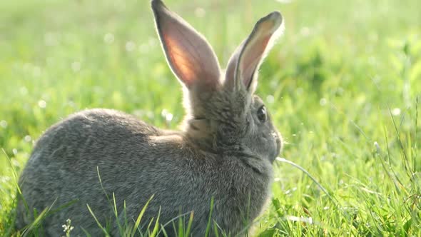 Little Rabbit on Green Grass in Summer Day