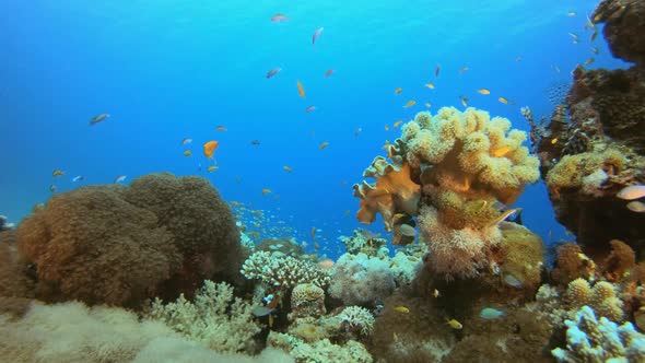 Reef Coral Garden