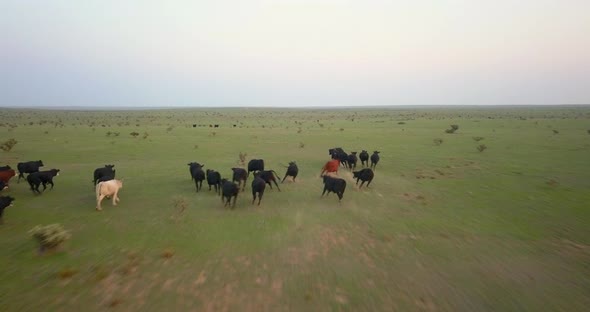 Aerial of herd of cattle running on the landscape