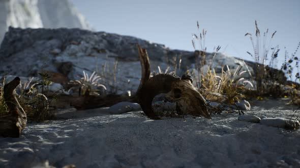 Skull of a Dead Ram in the Desert