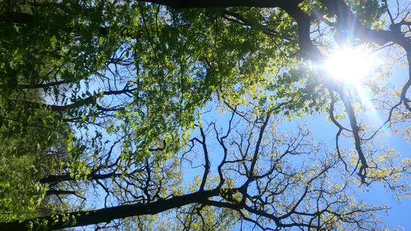 Vertical Video of the Forest in the Spring on a Sunny Day