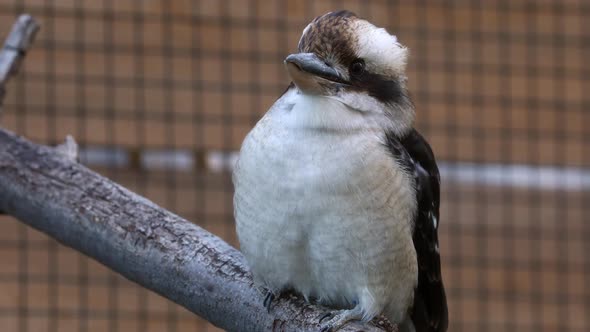 Kookaburra sitting on stick in captivity