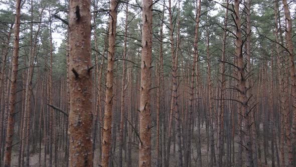 Trees in a Pine Forest During the Day Aerial View