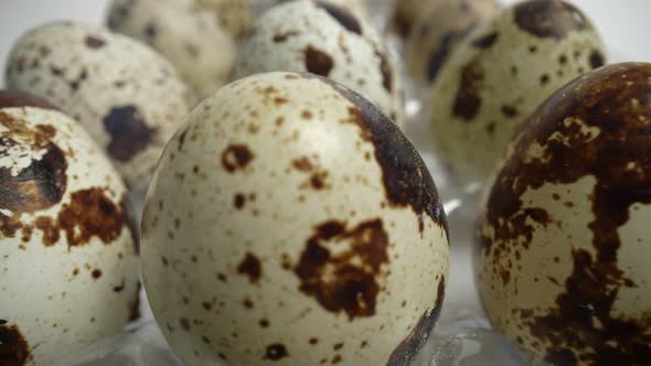 Quail Eggs 07