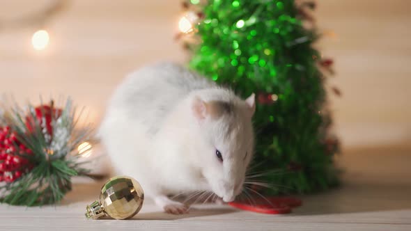 White Rat Crawls in the New Year Decorations, Christmas Trees Toys, Balls. Symbol of the New 2020