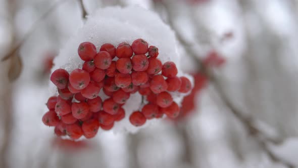 Rowan Bunch Under the Snow