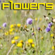 Grass and Flowers Field - VideoHive Item for Sale