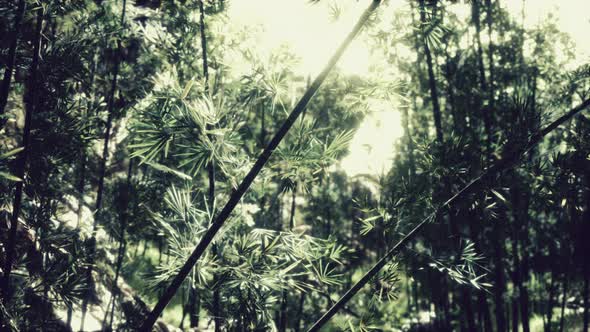 Green Bamboo Forest in Hawaii