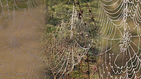 Silver Spiderweb