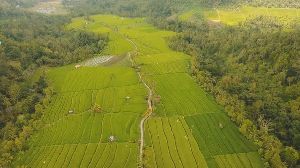 Landscape with Rice Terrace Field Bali, Indonesia