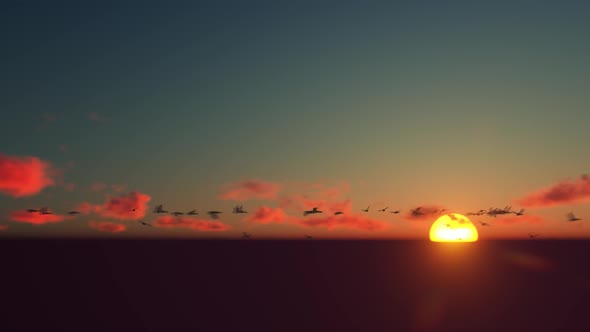 Flying Birds on Sunset Sky