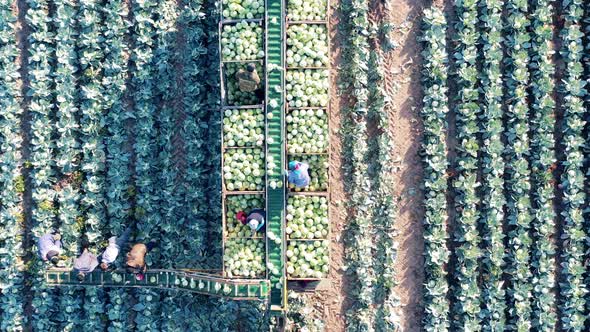 Top View Farmworkers Using Transporter Belt to Load Cabbage