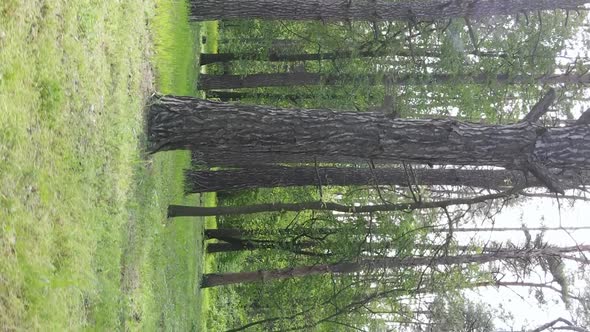 Vertical Video of a Forest with Pine Trees