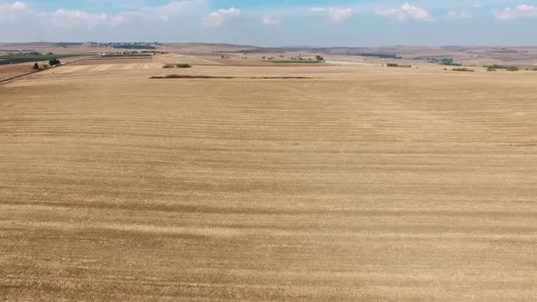 Drone Shot with Top View of Yellow Barley Fields for Agricultural Farm Lands with Open Blue Sky