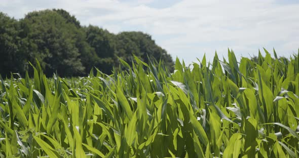 Static view of corn crop tops moving in the wind in slow motion