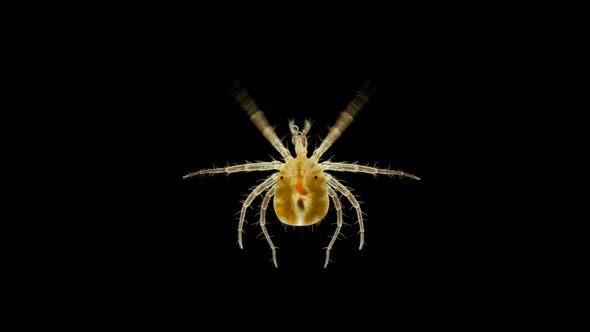 Mite(Acari) Predator Anystis Sp. Under the Microscope, the Anystidae Family