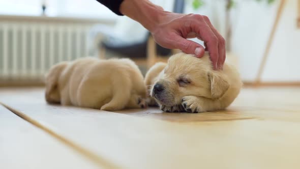 Hand of Man Petting Puppy Sleeping on a Floor