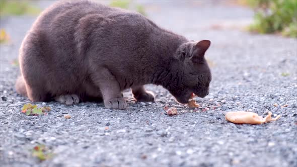 Stray Black Cat Eating Meat Bone on the Street