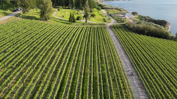 Vineyard And Cemetery