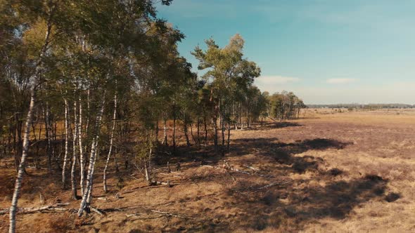 Aerial approach to a small birch tree group, then following the dividing line between moorland and f