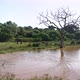 Asian Elephants Near River in Yala National Park - VideoHive Item for Sale