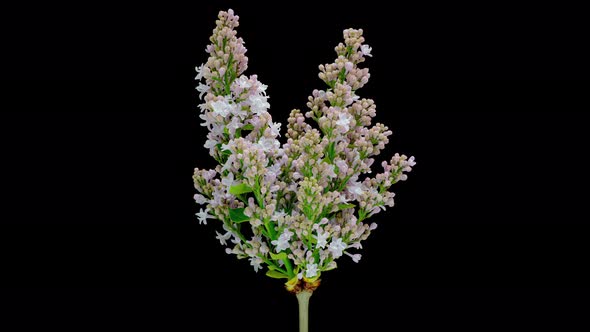 Time Lapse of Lilac Blooming