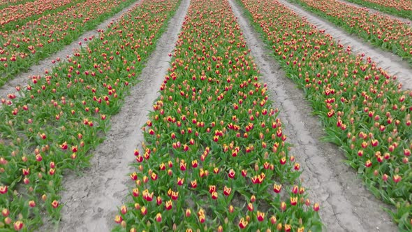 Rows of Orange striped variegated Tulips in Flevoland The Netherlands, Aerial view.