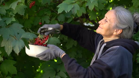 Happy Beautiful Senior Woman is Holding Red Berries of Guelder Rose and Showing Them in the Garden