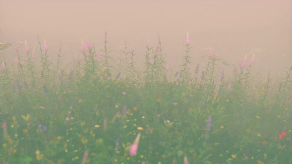 Wild Field Flowers in Deep Fog