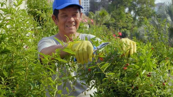 Senior Taking Care of Plants in Garden