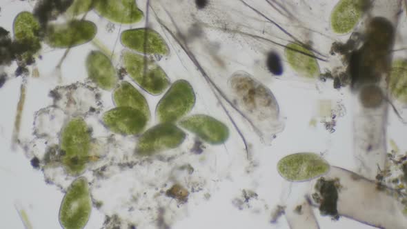 Paramecium Ciliates Under The Microscope