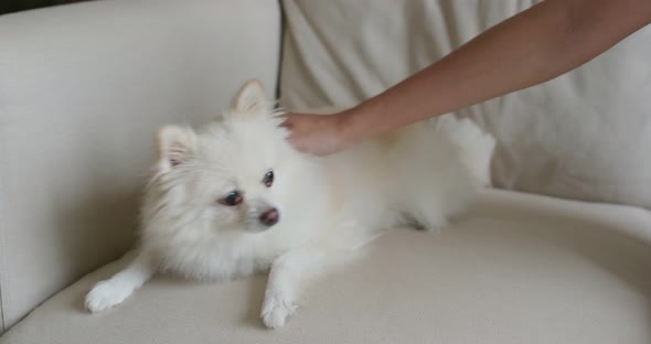 Pet owner cuddle on Pomeranian dog