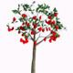 Tree Growing With Red Heart - VideoHive Item for Sale
