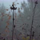 Cobweb in Dewdrops on the Bushes - VideoHive Item for Sale