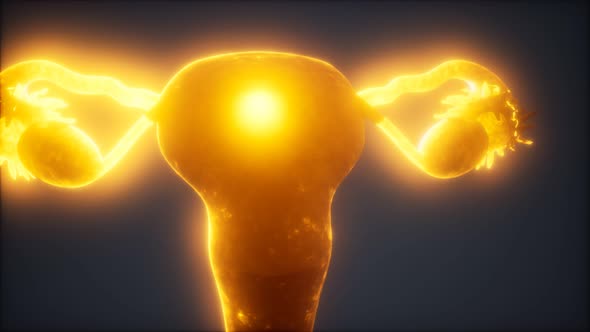 Female Reproductive System Anatomy alt