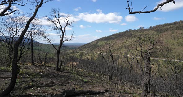 Burned forest, Massif des Maures, Provence, France