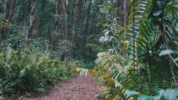 Rainforest Dense Vegetation of Exotic Trees and Bushes in Jozani Forest Africa