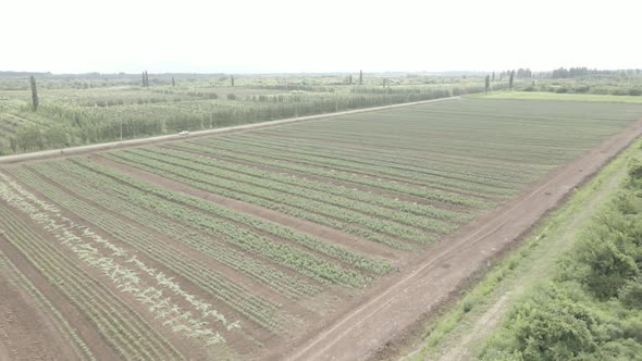 Aerial drone view flight over different agricultural fields sown in Samegrelo, Georgia