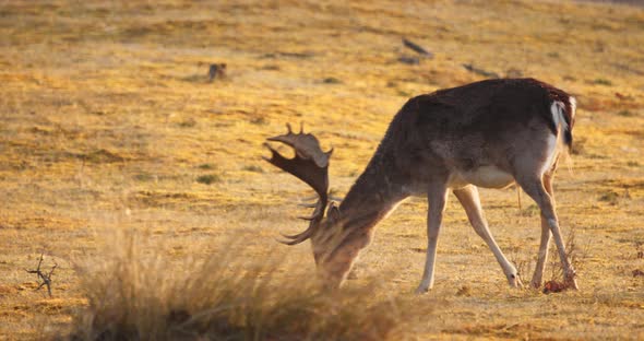 Buck And Doe Fallow Deers Grazing On Mountain Forest At Sunrise. - Sideways Shot