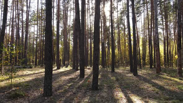 Autumn Forest with Trees By Day