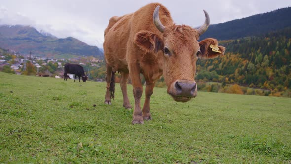 Brown cow looking to the camera