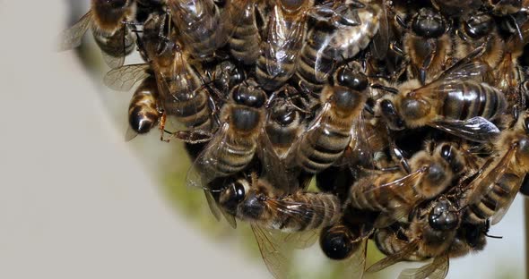 |European Honey Bee, apis mellifera,Black Bees Shaping a Bunch, Begenning of a Swarm