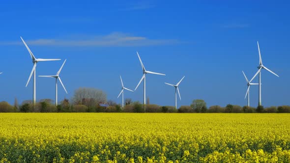 Yellow rapeseed field panorama with wind turbine or wind wheels on Background