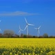 Yellow rapeseed field panorama with wind turbine or wind wheels on Background - VideoHive Item for Sale