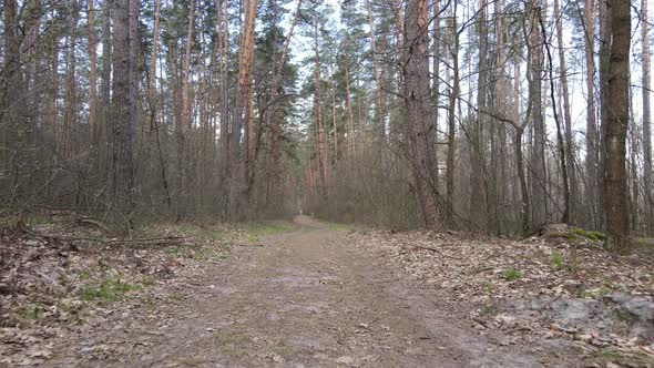 Road in the Forest During the Day Slow Motion