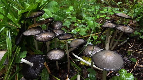 Group of Gray Mushrooms After Rain in the Forest
